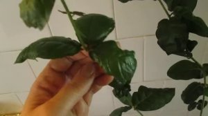 Жасмин " Гранд Дюк "- изысканный аромат и непревзойденное цветение !