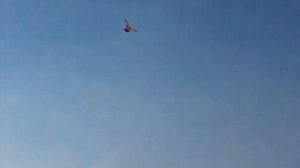Pakistani and Indian high-flying pigeons | Индийские и Пакистанские высоколётные голуби, Кувейт
