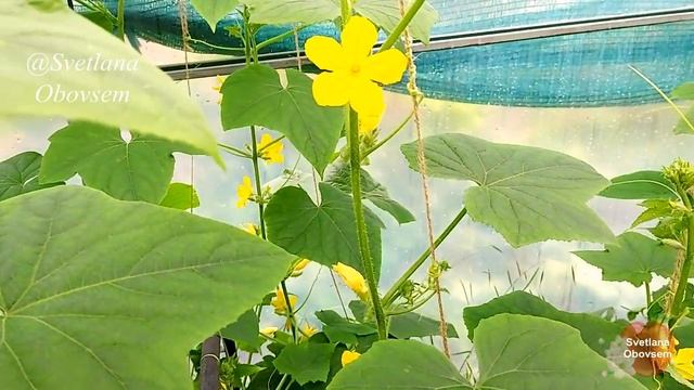 БЕШЕНЫЙ РОСТ ОГУРЦОВ.ОПРЫСКАЙ ОГУРЦЫ В ИЮЛЕ. ОМОЛОДИТЬ ПЛЕТИ,ЗАЩИТА ОТ БОЛЕЗНИ.ЩЕДРЫЙ УРОЖАЙ.ЙОД+СЫ смотреть онлайн