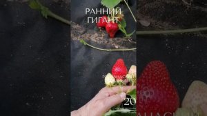 КЛУБНИКА ГИГАНТСКИЙ ДЕЛИКАТЕС - ВСЯ ПРАВДА В НАЗВАНИИ