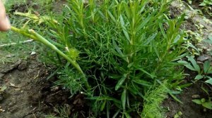 Розмарин после зимовки и розмарин из Ленты этого года, 01 июня 2016