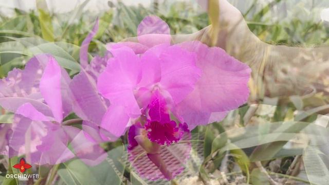 OrchidWeb - Cattleya labiata types смотреть онлайн