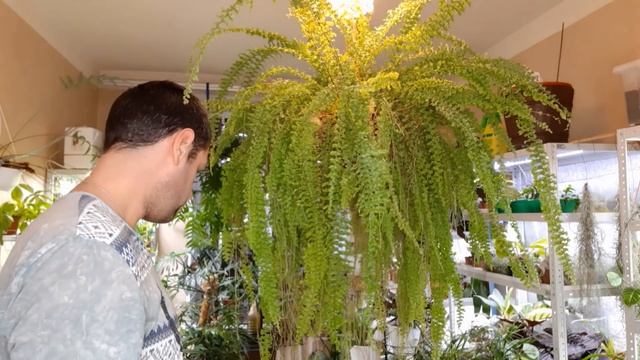 Папоротник Нефролепис/ Размножение/ Уход смотреть онлайн