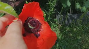 Наш многолетний садовый Мак (Papáver) на даче 10.06.2021
