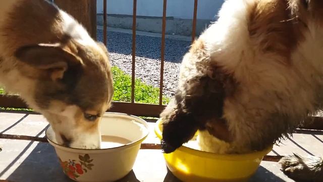 Московская сторожевая (Жужа) и двортерьер (Дора) кушают по команде. 6 месяцев смотреть онлайн