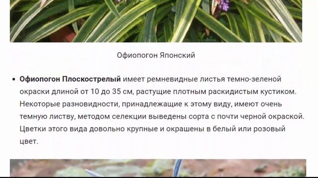 Офиопогон Растения для дома и сада