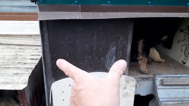 А сегодня в приюте спокойно! И мы делимся с вами этими добрыми минутами! смотреть онлайн