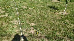 Haibo ARISE Air заброс воблера весом 0,8 грамма. Дистанция по рулетке 17 метров. Сможешь - повтори!