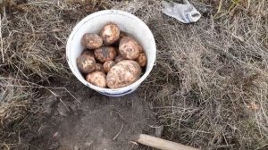 Урожай картофеля-высокие грядки