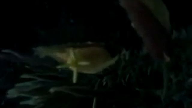 Королева ночи смотреть онлайн