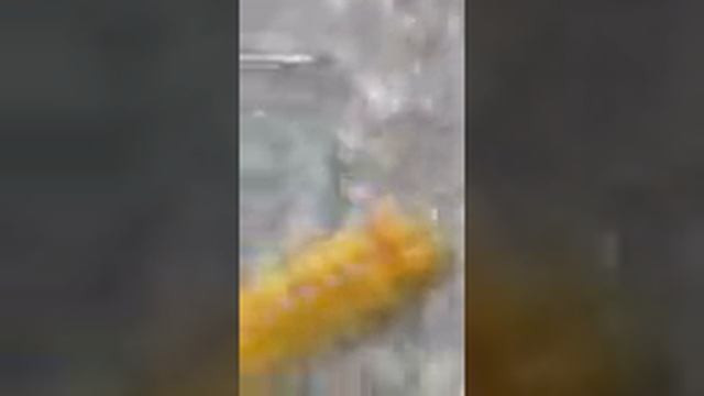 Волосатая гусеница