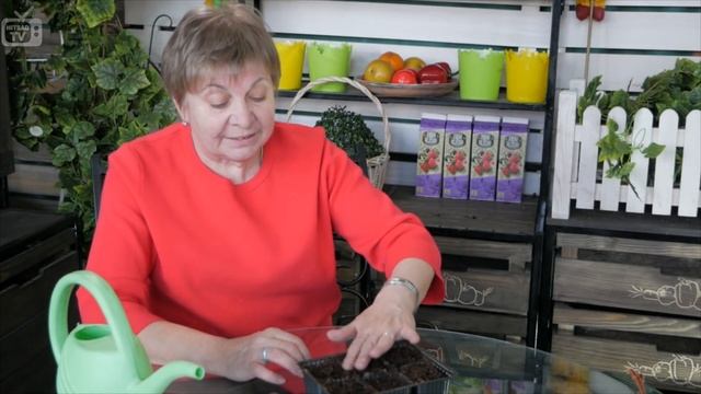 Рассада огурцов ➡ Как посадить огурцы? Советы от эксперта