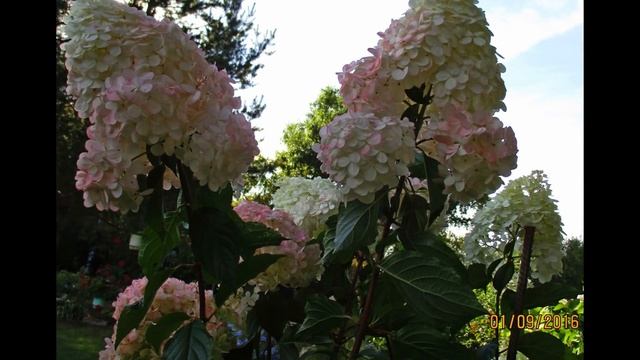 ✿➽ Гортензия метельчатая «Ванилла Фрейз» в моем саду 2016 (часть 1) смотреть онлайн