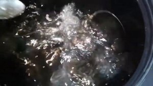 клариевый сом. выращивание в бочке. кормим только натуральными кормами