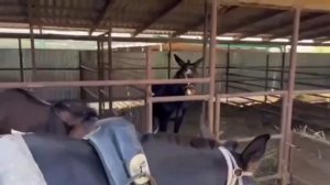 ЛОШАДИ🐎ТРОЙКА КУБАНСКИХ МУЛОВ💪И ТЕЛЕГА СУПЕР👍👏