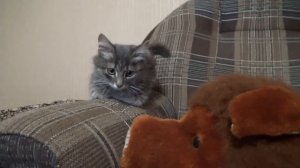 Бездомный котенок.Тишка