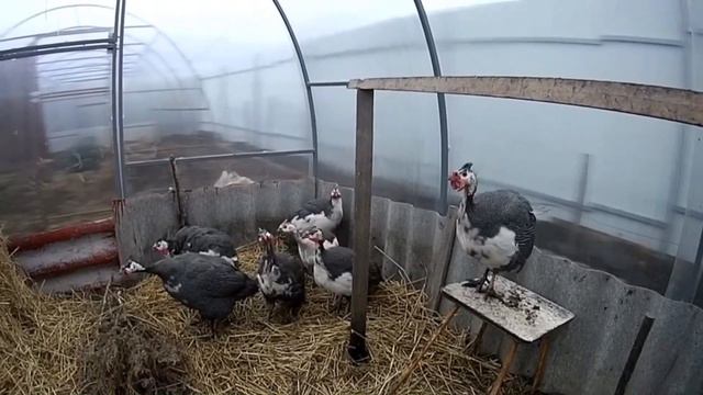 Животные в деревне