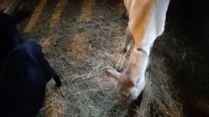 Нужно ли запускать козу перед окотом?