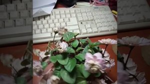 Фиалка Pink Mint (трейлер)