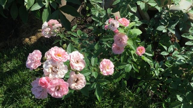 Роза ОДНОКРАТКА зацвела ПОВТОРНО !!! Apple Blossom