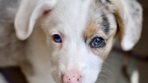 Как купить щенка корги дешевле?