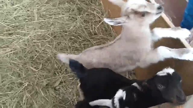 ВЛОГ дали КЛИЧКУ КОЗЛИКУ//САЛАТ для ЦЫПЛЯТ//Как ДЕЛА у КОЗЫ с резинками смотреть онлайн