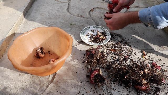 Как правильно выкапывать и хранить гладиолусы?