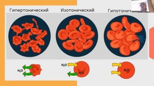ОСМОС И ТУРГОР для ЕГЭ по биологии!