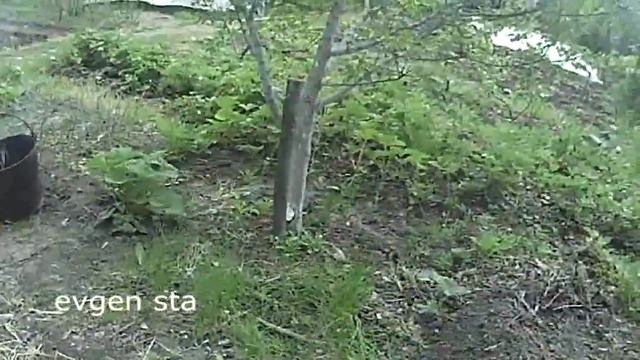 Как заставить плодоносить абрикос
