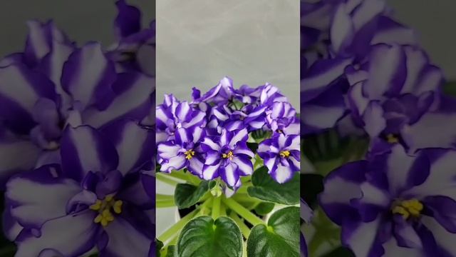 Цвітіння моїх фіалок в квітні|Сорти фіалок