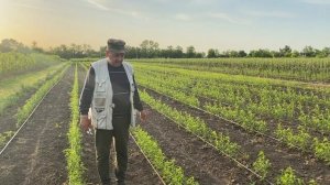 Саженцы черешни и полукарликовые подвои для черешни и персика.