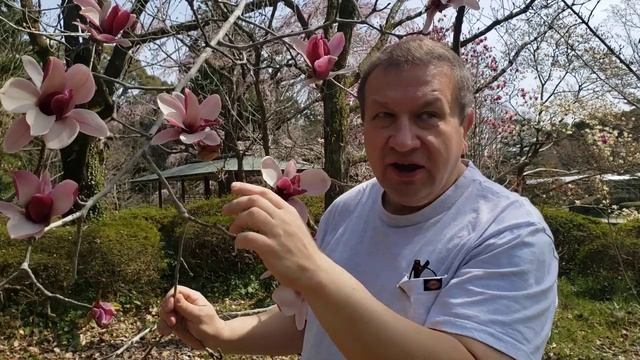 Magnolia liliiflora and soulangeana смотреть онлайн