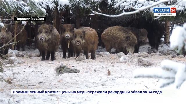 В Чувашии увеличилась численность диких животных смотреть онлайн