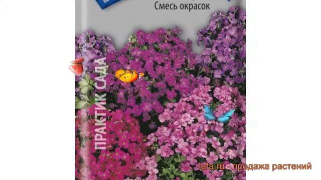 Аубреция обыкновенный Аубреция (aubretsiya) ? Аубреция обзор: как сажать, семена аубреции Аубреция смотреть онлайн