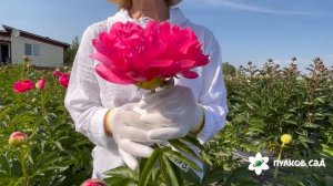 Cytherea peony. Цитерия пион. Пулков сад