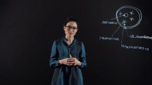 Биология 10 класс: Ядро клетки