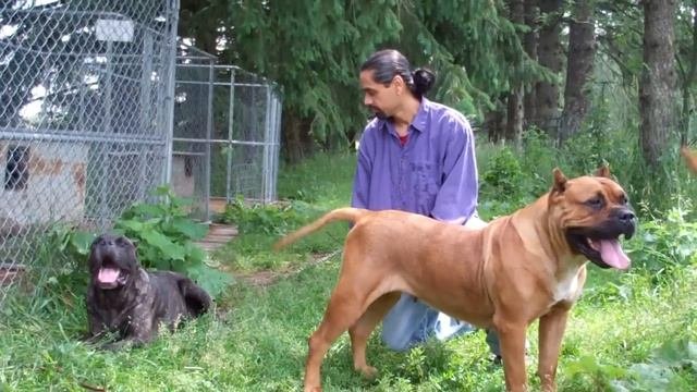 Presa Canarios And Cane Corso