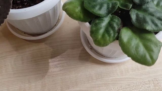 Омолаживание фиалок Посадка, укоренение, срез головы #Сенполия