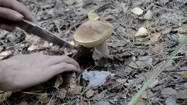 Белые Грибы | 19.09.2017 смотреть онлайн