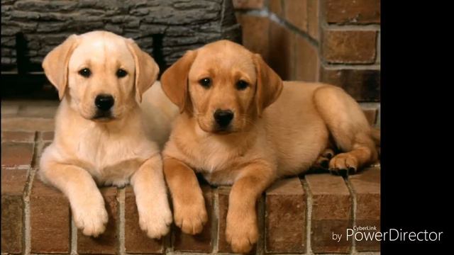 Коты против собак ( породы ) смотреть онлайн