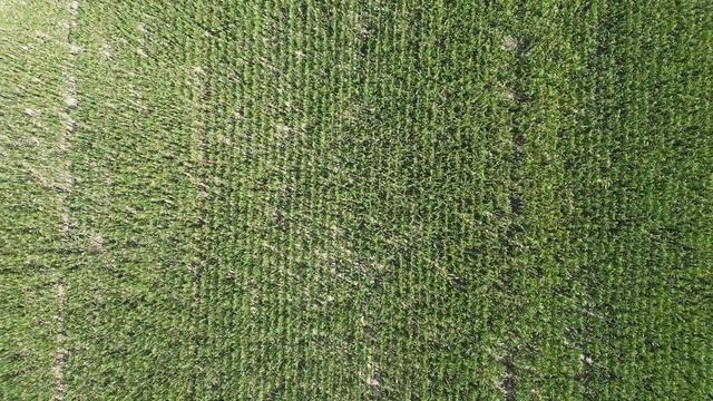 Гибрид AGN 591, Студенческое айылы #agn591 смотреть онлайн