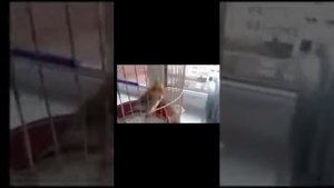 отвечаю на вопрос: почему Попугаю нельзя зеркало?