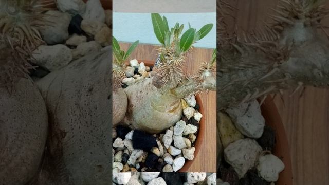 cactus love | cactus succulent world | pachypodium Inopin | cactus succulent plants | #viral #plant