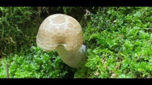 Мялка в 20 км.