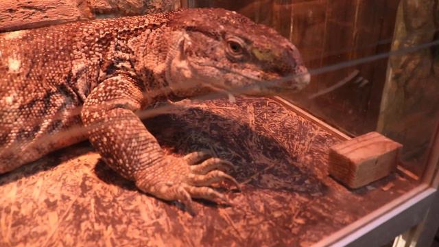 Карпы Кои- Ялтинский крокодиляриум. смотреть онлайн