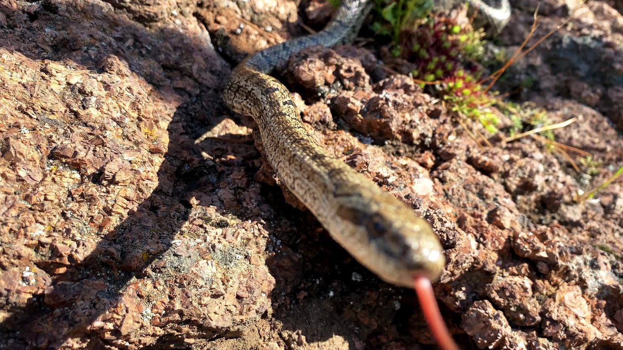 Змея на тропе смотреть онлайн