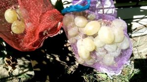 Простой способ борьбы с осами на винограднике.