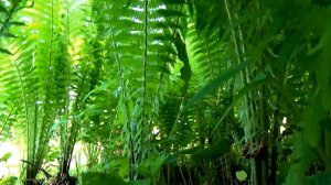 Древний лес каменно-угольного периода в миниатюре