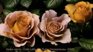 Как распускается роза Кафе латте - Cafe Latte (De Ruiter Нидерланды, 2005)