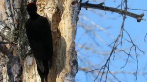 Черный дятел Желна самый большой в Европе, Black Woodpecker